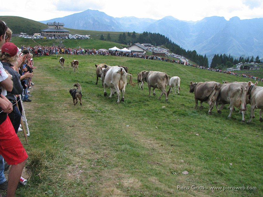 canipastore 105.jpg - La mandria viene fatta scendere